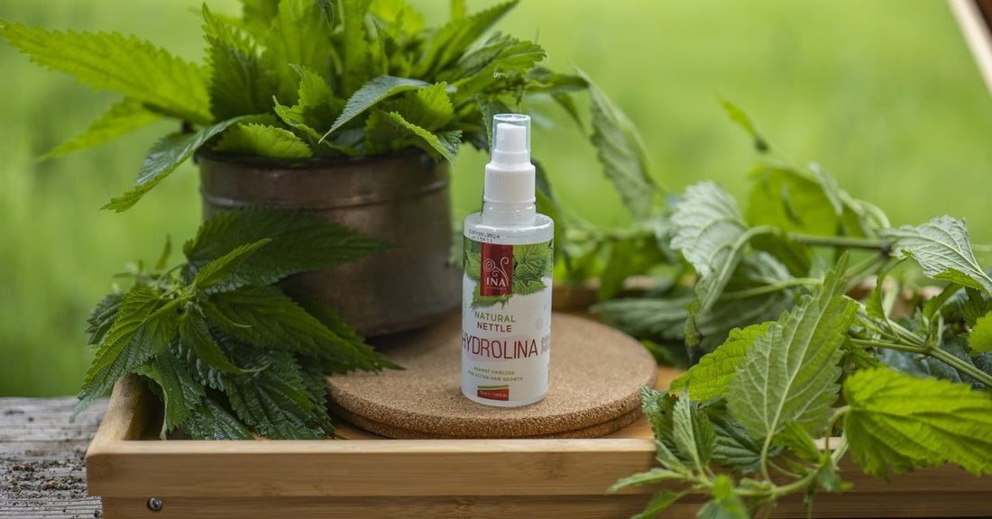 Vild brændenælde Urtica dioica og Vild Brændenældevand Hydrolina