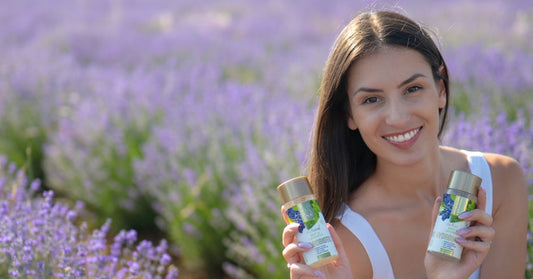 Lavendel Lavandula angustifolia og Hydrobiotic Lavendel og Pebermynte på lavendelmarken