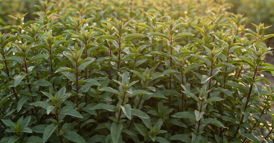 Pebermynte Mentha piperita og Økologisk Pebermyntevand Hydrolina